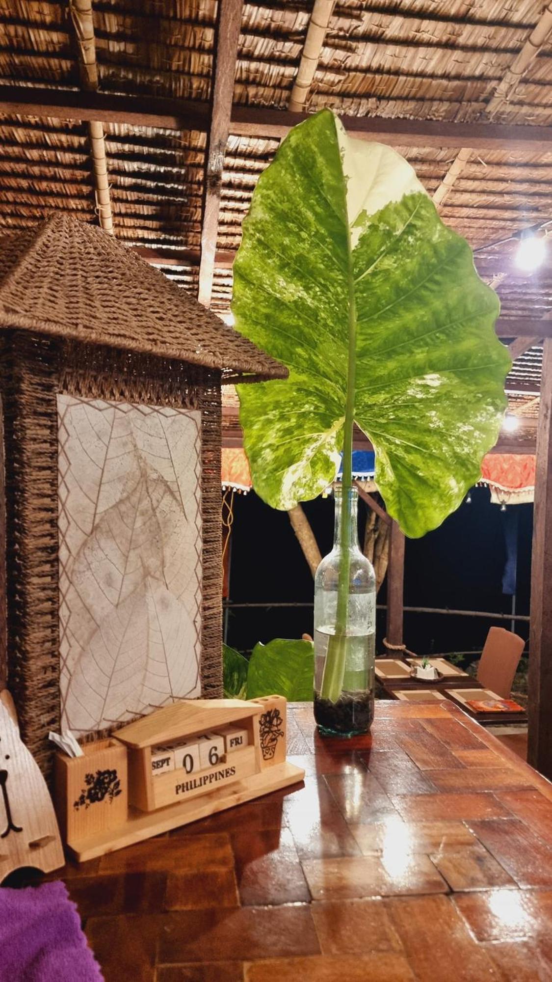 Jush Native And Glamping Dauis Exterior foto